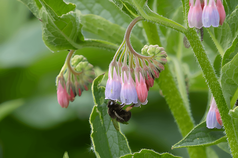 Macro & Flower Photography 3