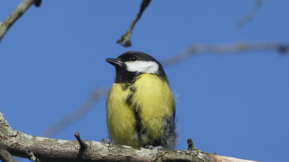 Bird Photography 1