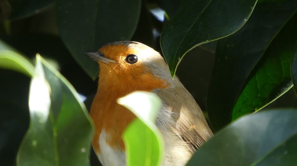 Bird Photography 2