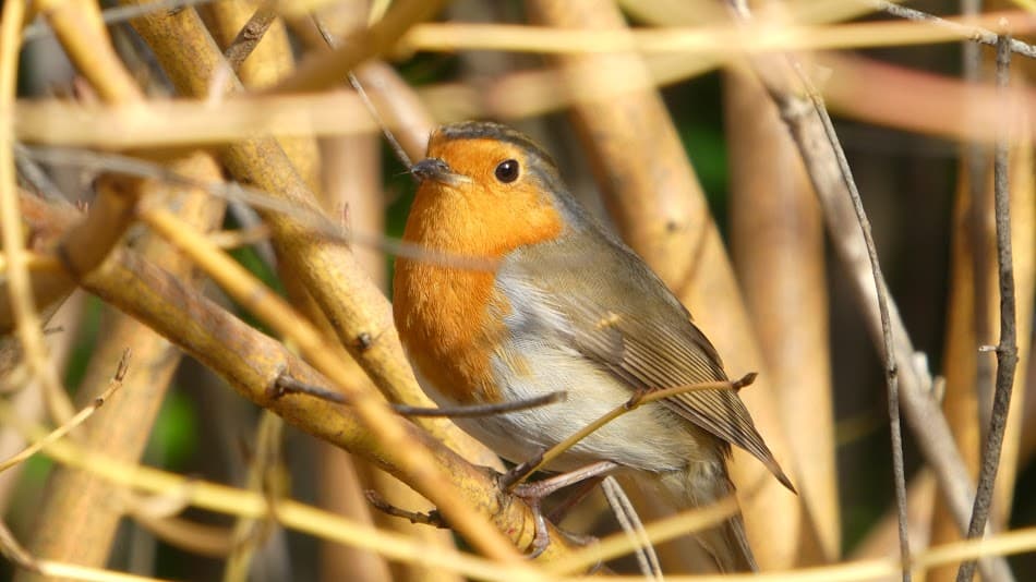 Bird Photography 3