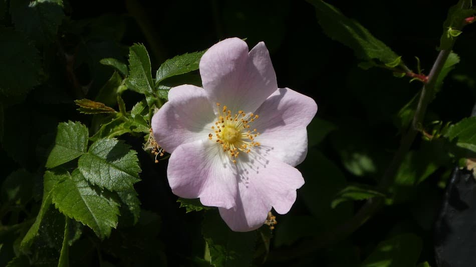 Macro & Flower Photography 2